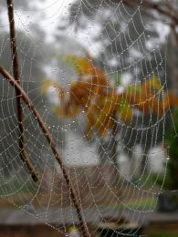 strings of dew drops